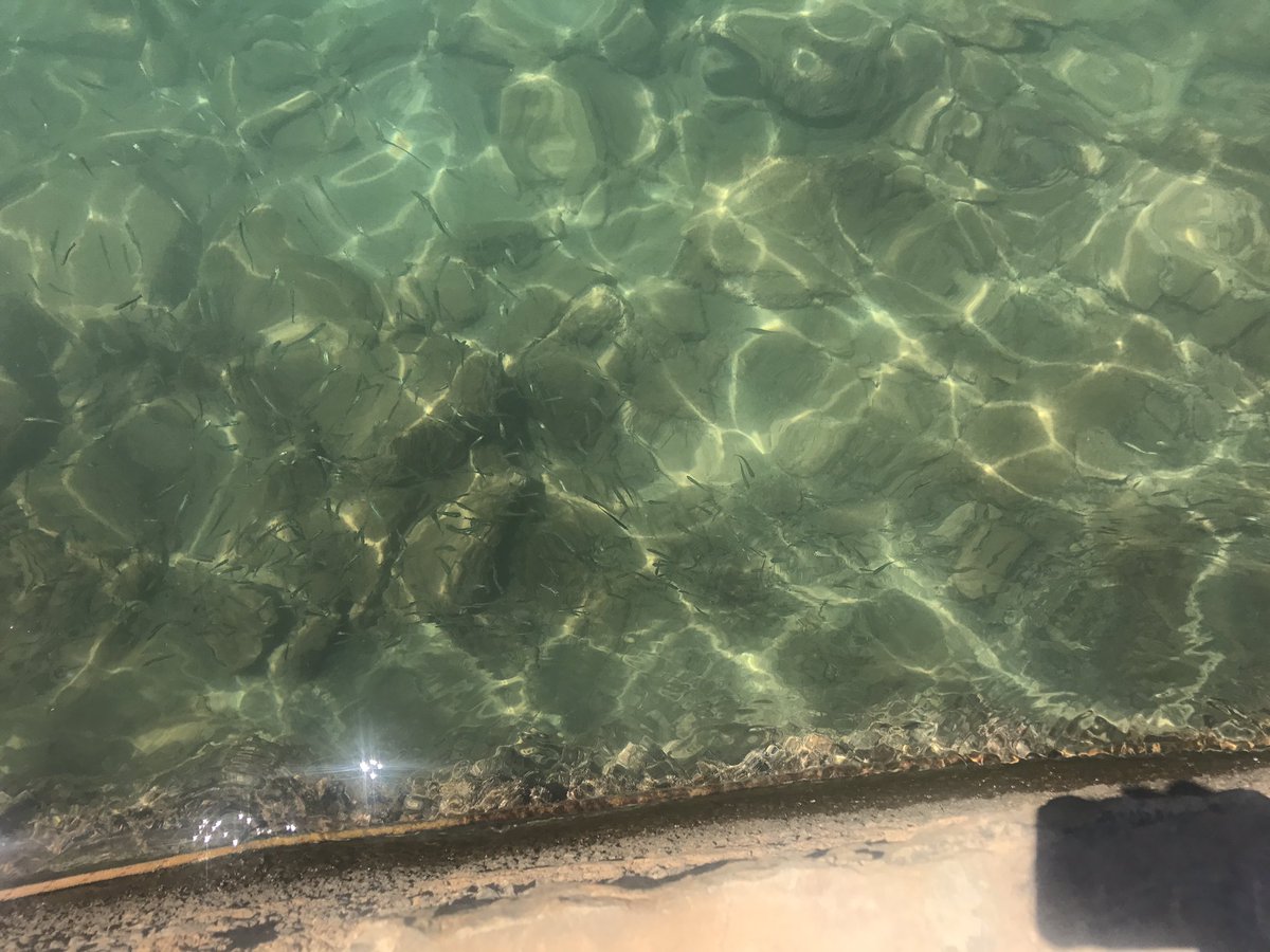 Nickipedia89's tweet photo. Annis swimming in the Cretan sea. Zoom in on the second photo for the reason why I refuse to go in. #SeaCrete https://t.co/TNvJ6wi945