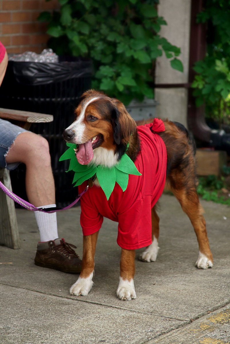 .<a href="/eastcan/">East C.A.N.</a>'s contest results- No losers this year!! Every dog was a WINNER! Each dog + one amazing goat, received some swag from #PetWants