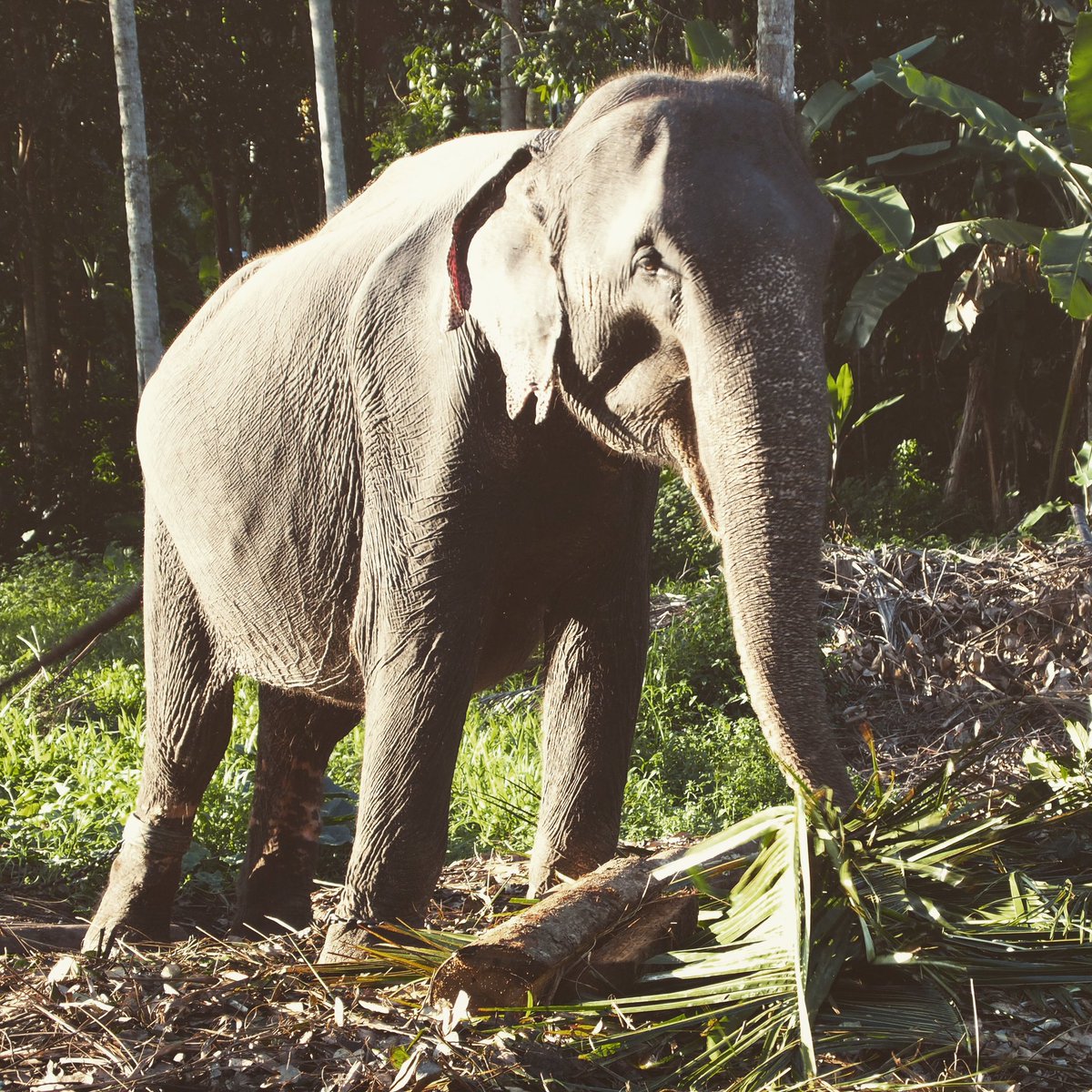 Our girl Rani 🐘#NationalElephantsDay

Find out more here: crabbiesgingerbeer.co.uk/crabbies-eleph…