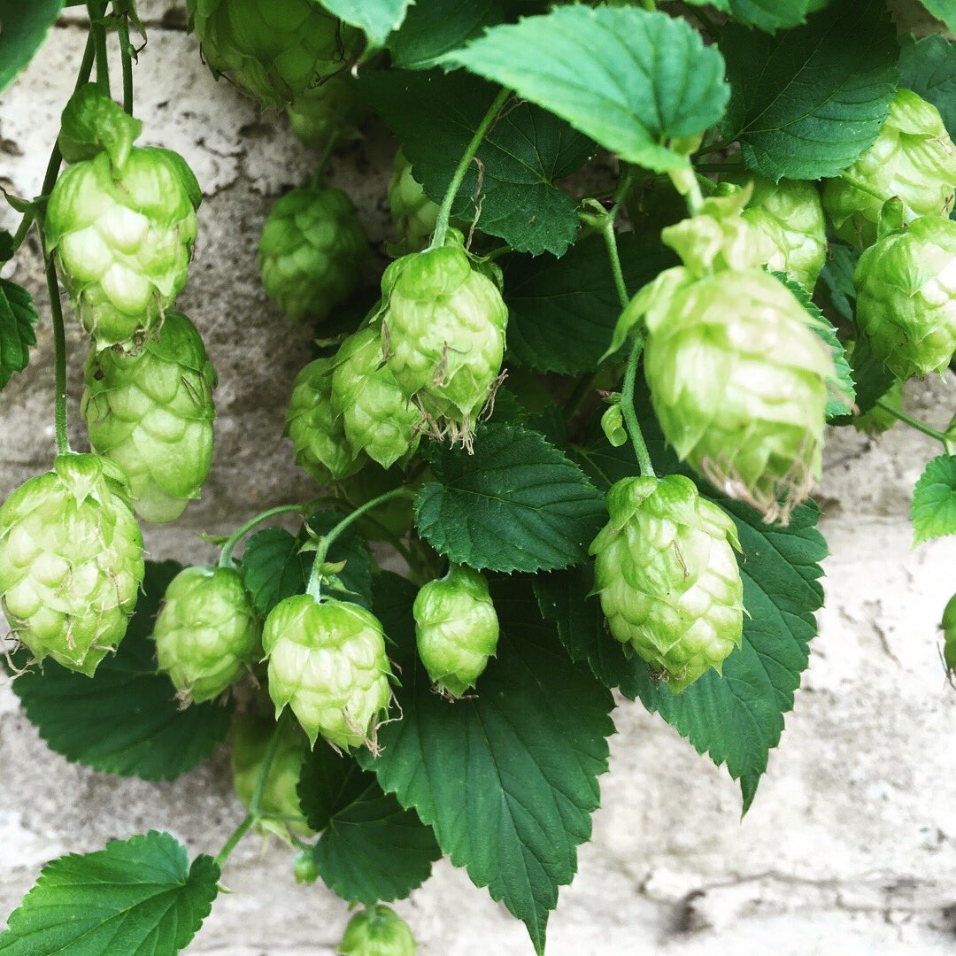 Our homegrown Bramling Cross hops are almost ready to harvest... now what to brew?? 🤔