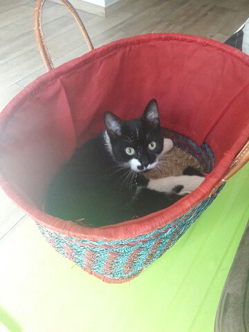 Conseillons Nous At Conseilchien Twitter