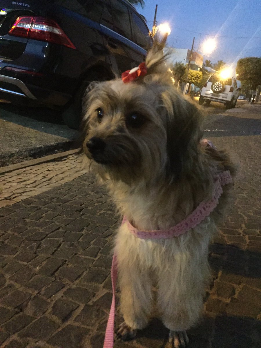 TatiPodanosk's tweet photo. Depois de tomada banho 💕#resgate #derua https://t.co/eAZ4xImIAY
