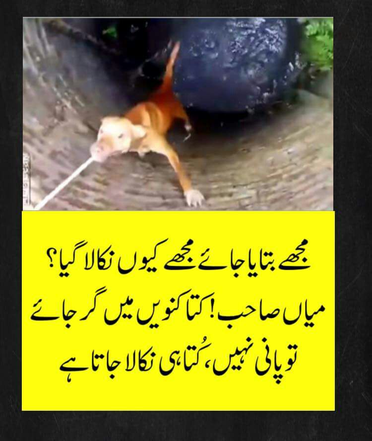 MuhammadSayar1 tweet picture