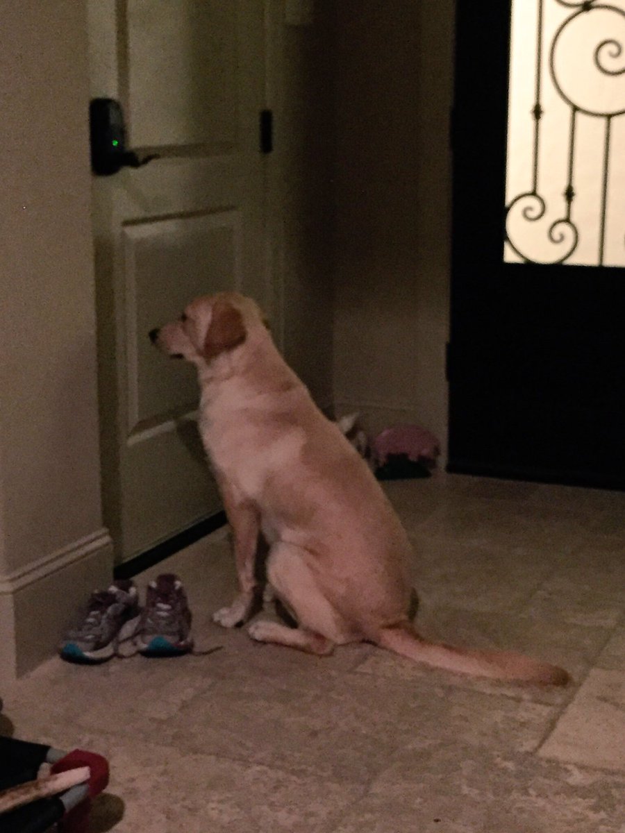 RunRaeRun's tweet photo. My girl loves her morning runs #LifewithLilly #rescuedog https://t.co/e9nqRPZptC