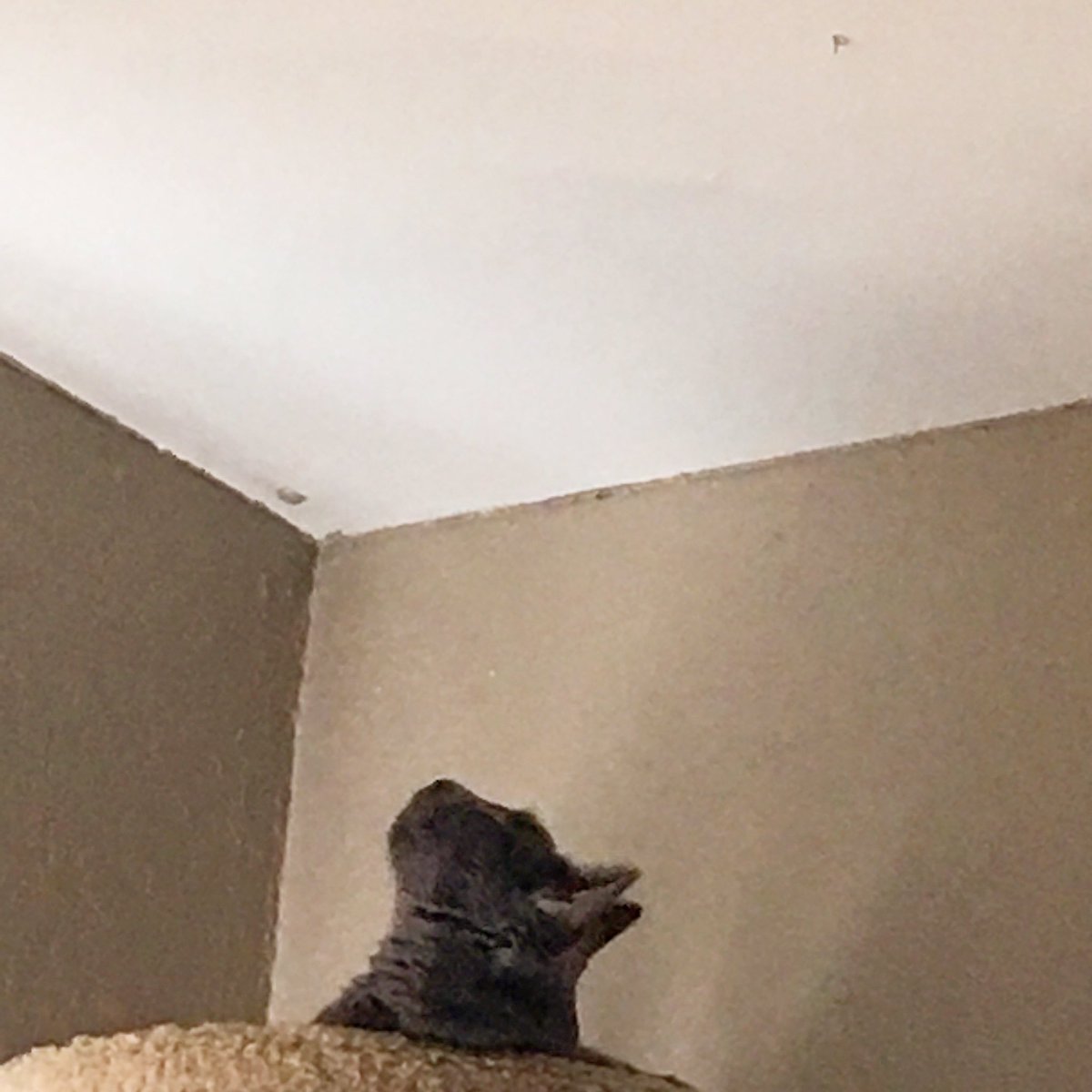 SneezyMonster's tweet photo. The hanging thing from the ceiling mocks me. 😼 #MeowLife #ChompLife https://t.co/RnmyyijWg9