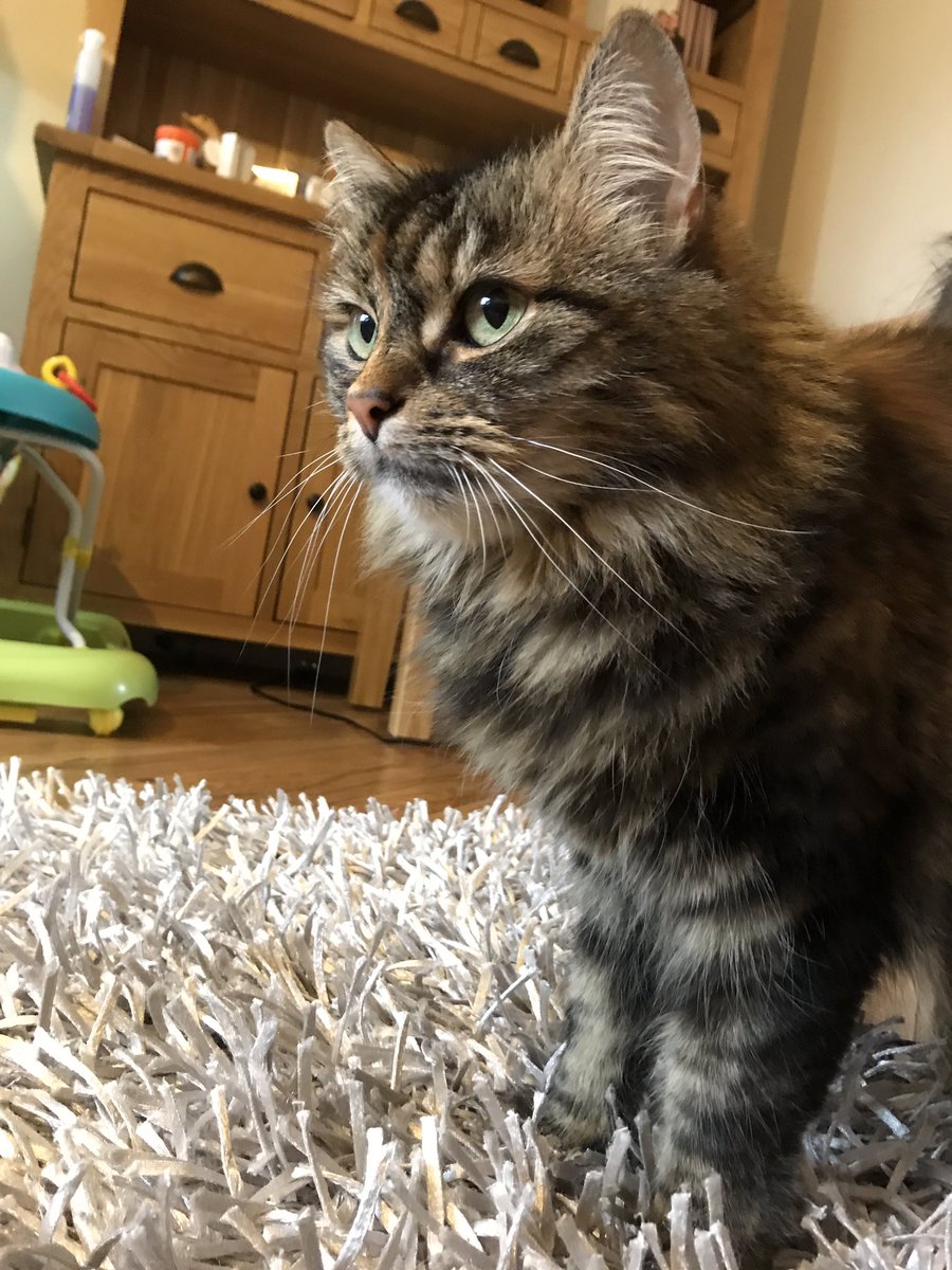 izzymcfizz's tweet photo. Happy #Caturday folks! #CatsOfTwitter #catsrule https://t.co/EKw3V7Ksd6