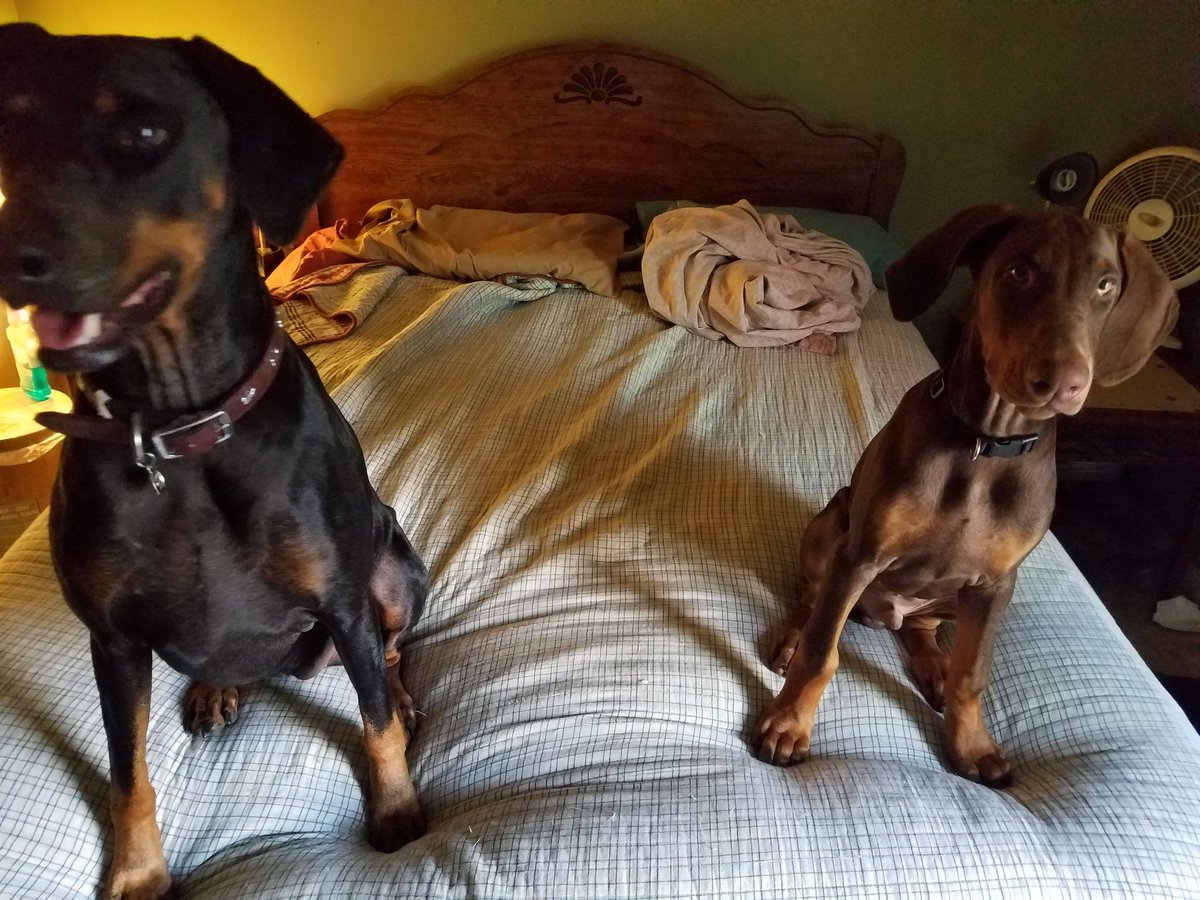 djthmps4's tweet photo. @DobergirlCleo teaching Maximus how to behave, she is doing a great job. #dogsoftwitter #dogcelebration #doberworld #dogzrule #lifewithdobes https://t.co/aFCS9ZdDDu