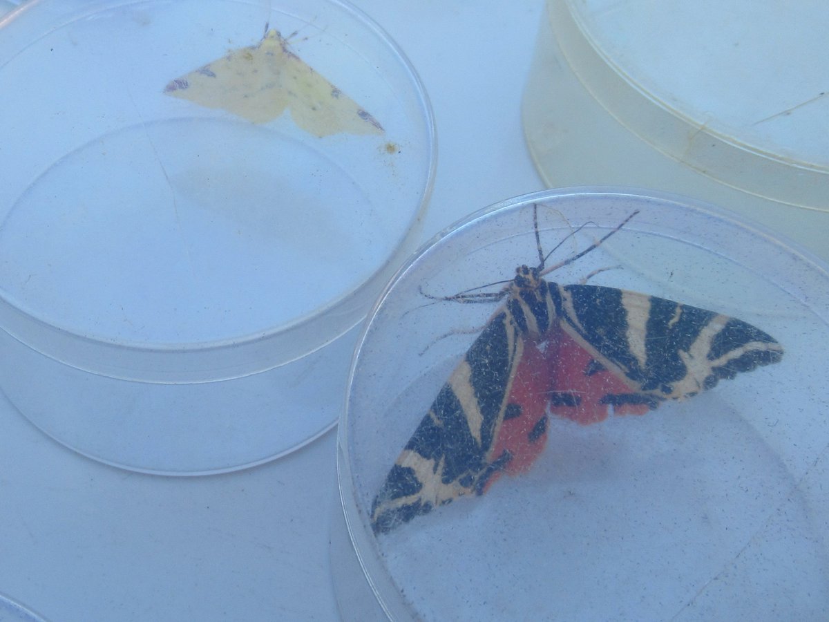 MHPNatureGroup's tweet photo. Lots of gr8 #moths from the trapping session last night #JerseyTigerMoth, #Brimstone, #YellowShell, #PrivetTreeBeauty, #PaleEmerald & more. https://t.co/rItcH0nSoI