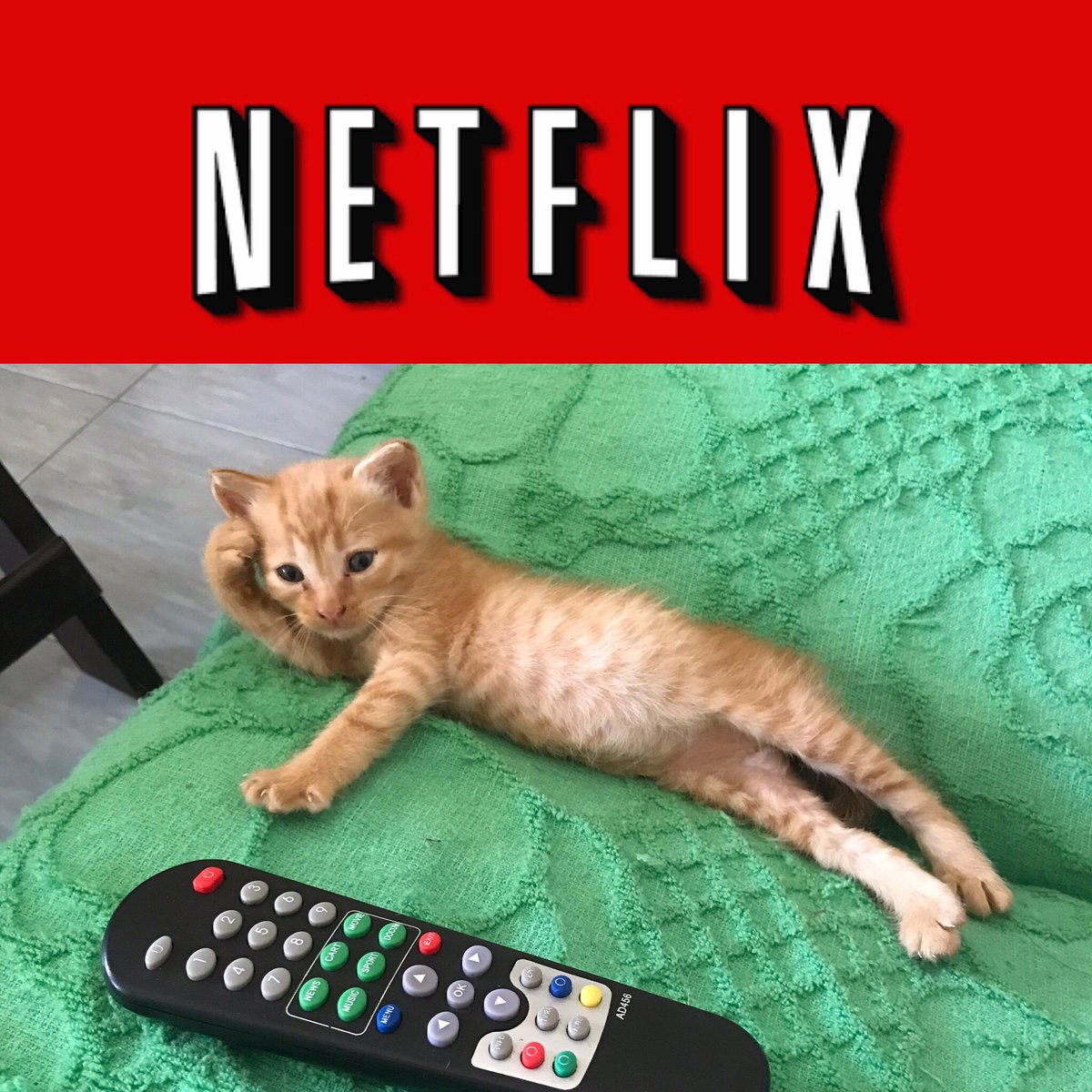 psurgerythai's tweet image. Netflix &amp;amp; Chill 😻😹#netflix #netflixandchill #kitten #SaturdayNight #cats #CatsOfTwitter #chillin #TV #Remote
