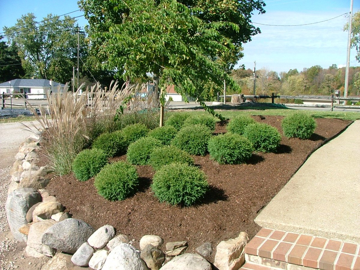 Celebrating #nationalbowlingday w/ Mr. Bowling Ball Arborvitae. Grows round w/ no trimming! <a href="/SFNursery/">Silver Falls Nursery</a> <a href="/vanessennursery/">Van Essen Nursery</a> <a href="/NationalDayCal/">NationalDayCalendar</a>