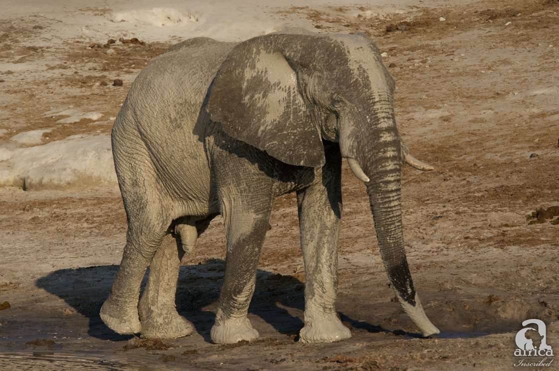 africaInscribed's tweet photo. August 12th is a day where the gentle giants of the animal kingdom are celebrated! Happy #WorldElephantDay2017! https://t.co/Vqq7gdtCd7