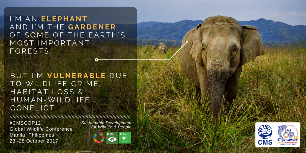 Elephant_RC tweet picture