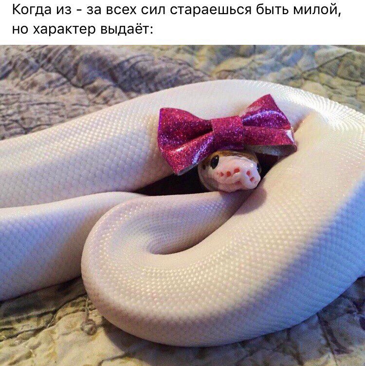 shestopalova81's tweet photo. It's me🙋🏻 https://t.co/ompJ5mvbMn