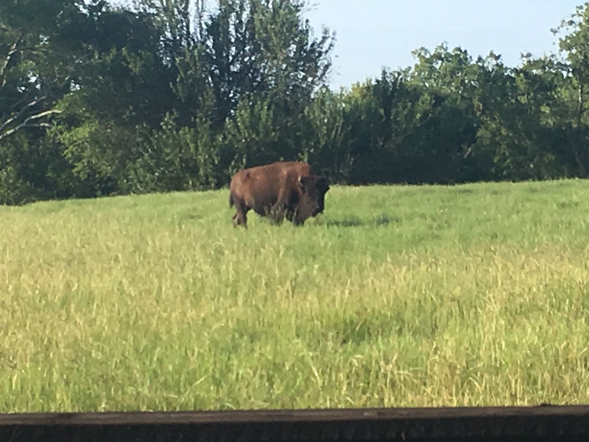 GretchenNabi's tweet photo. Rockin', runnin', and...buffalo #alreadyhot #betterthanatreadmill https://t.co/aCLYIdLSAD