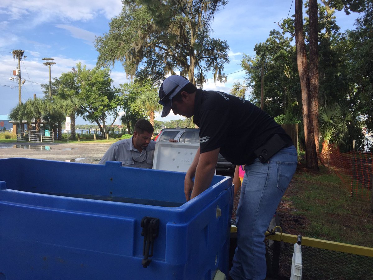 DE_AnaGibbs's tweet photo. .@DukeEnergy & #SaveCrystalRiver providing free eelgrass at Kings Bay Park, 210 NW 3rd St., Crystal River plenty still available. https://t.co/G7AFSjDxqH