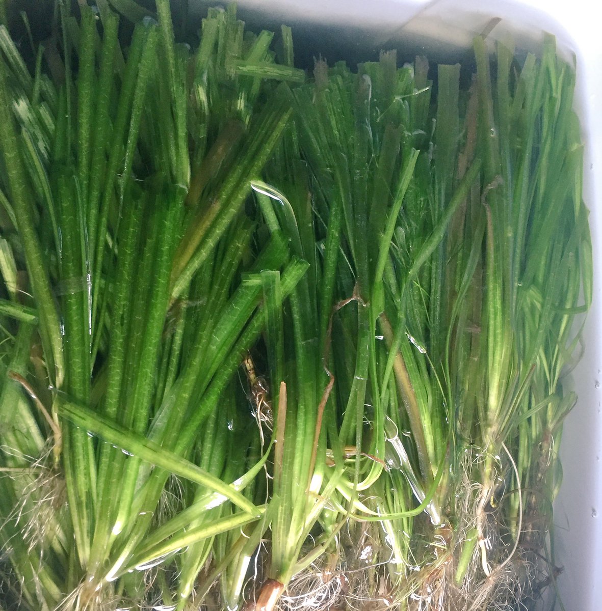 DE_AnaGibbs's tweet photo. .@DukeEnergy & #SaveCrystalRiver providing free eelgrass at Kings Bay Park, 210 NW 3rd St., Crystal River plenty still available. https://t.co/G7AFSjDxqH