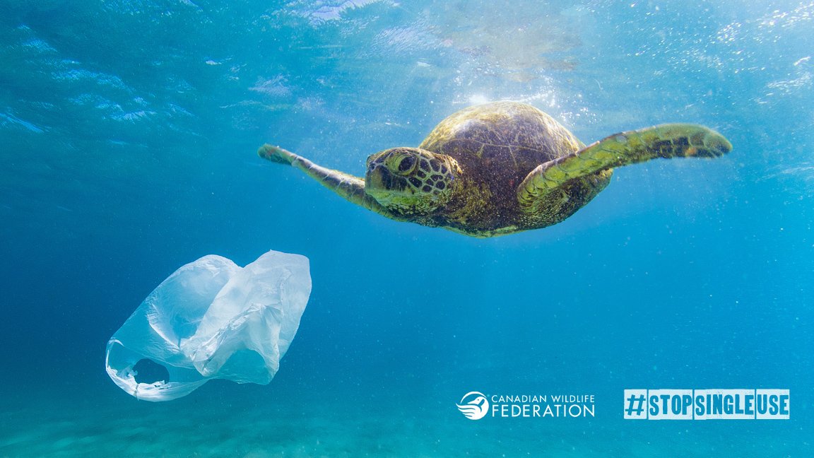 #PlasticPollution affects habitats, ecosystems &amp; biodiversity.  🐋🐟🐙🦀

Take action to #StopSingleUse &amp; #SaveOurOcean: ow.ly/UoZk30e8YgE