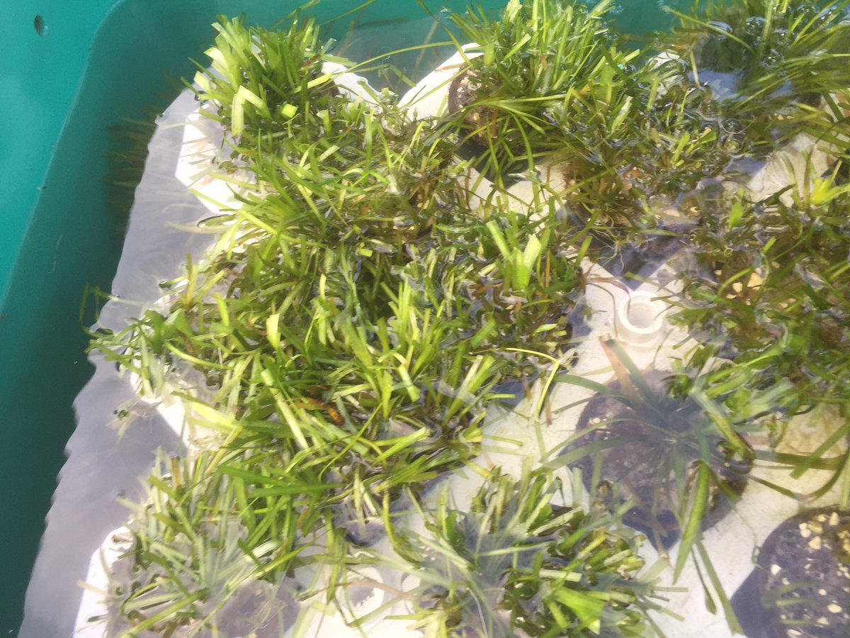 DE_AnaGibbs's tweet photo. .@DukeEnergy & #SaveCrystalRiver giving away free eelgrass at Kings Bay Park, 210 NW 3rd St. Crystal River right now - while supplies last. https://t.co/VnzLxTRICn
