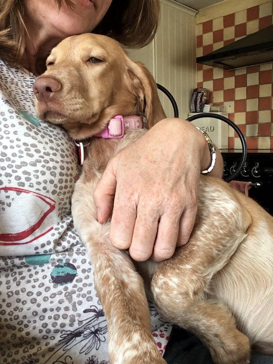 Save Our Spaniels tweet media