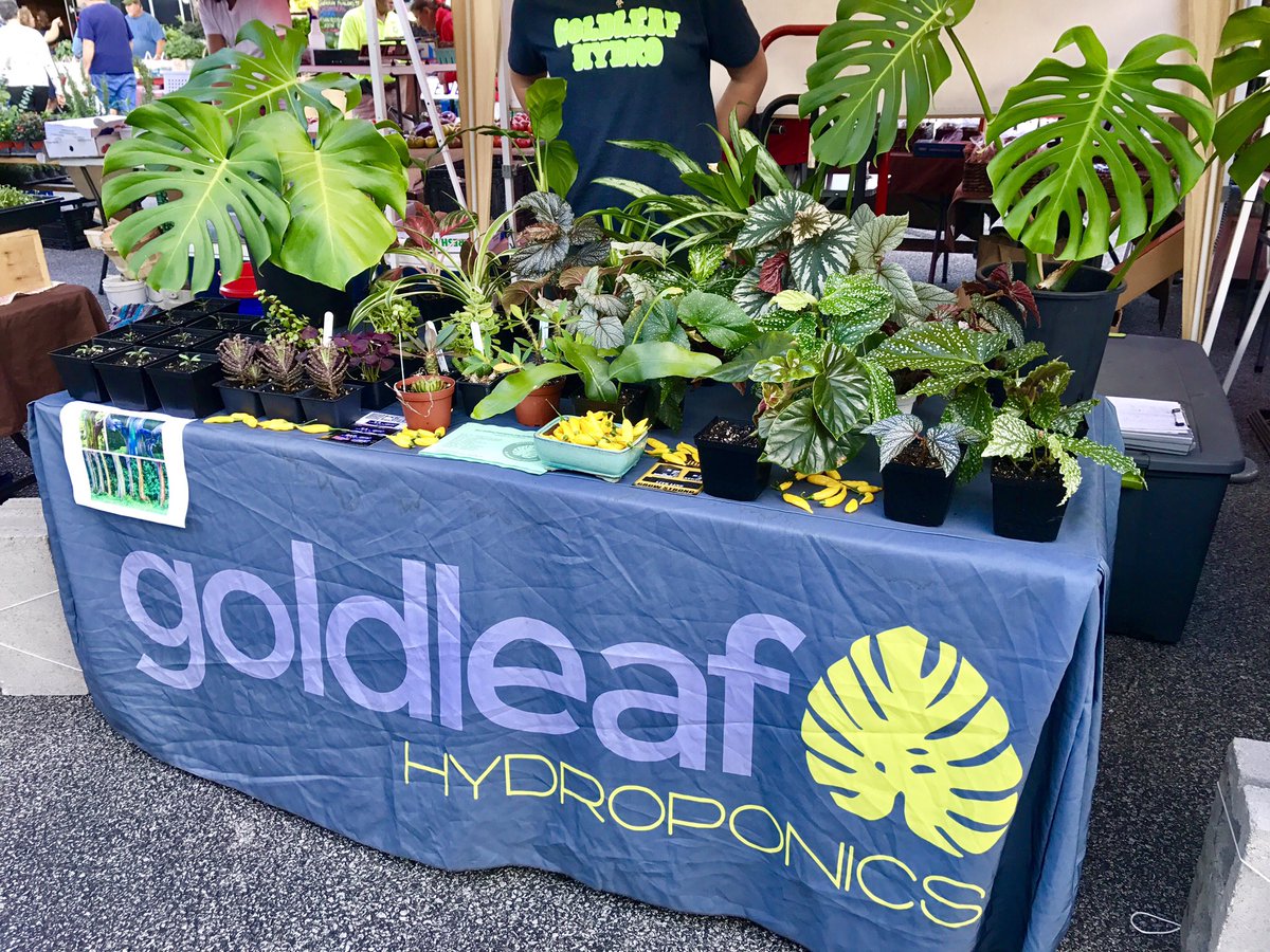 Catch us at the #Bloomington #FarmersMarket! #Today we have #Begonia, #RainbowEucalyptus, #ChineseEvergreen, and #Succulents! #Local #Plants