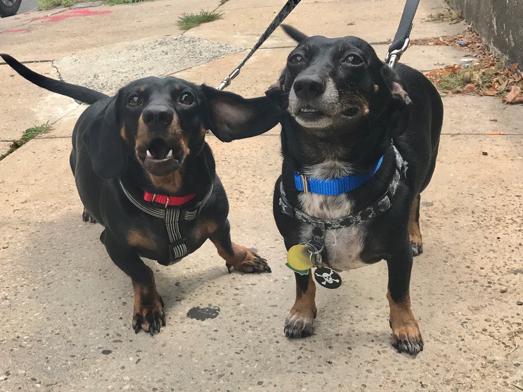 JasonDogWalker tweet picture
