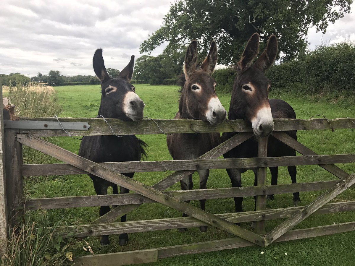 "Crusts and carrots please"