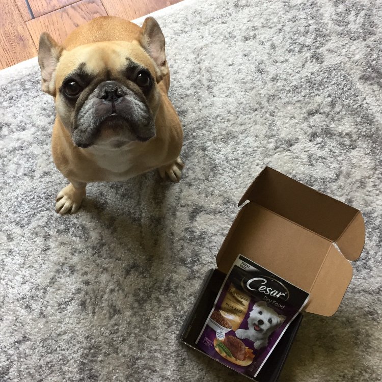 abibree's tweet photo. Sophie really liked this food, I would buy it for her reg.But her tummy is sensitive. @influenster #CesarFaveFlavors #contest #complimentary https://t.co/8fVUoXdggA