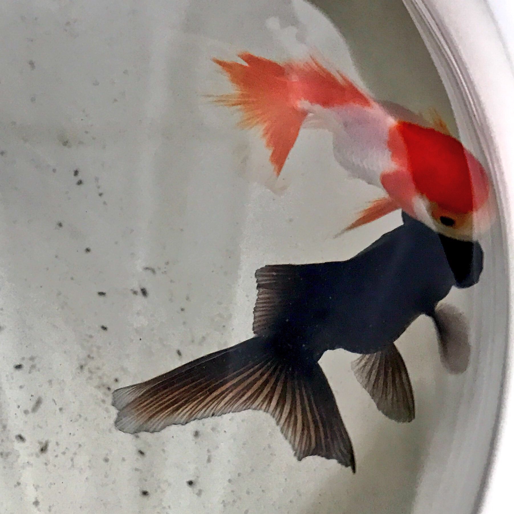 Kyokoシマハナアブ 昨日 西荻窪で いそっぷ という小さな金魚屋さんを見つけました お店のほとんどが水槽で 吸い込まれる様に中へ奥へと進んで行く不思議 それはきっと ときめく 金魚図鑑 を読んでいるお陰に違いない 迷ったあげく オランダ獅子頭