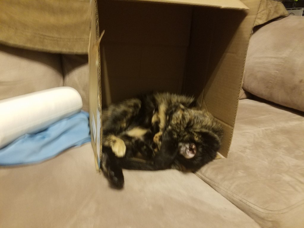 ravenboxcat's tweet photo. Sleeping in this #Caturday morning. #cats #CatsOfTwitter #cuteanimals #boxcat https://t.co/VgYzgd6t5X