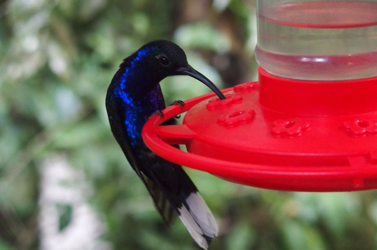 Pich_One9's tweet photo. @T_Xperience Café colibrí, relax y café entre colibries #TurismoAccesibleCostaRica #ilviaggiotravel #Travel-Xperience #Cafecolibri https://t.co/Slh36KpvVV