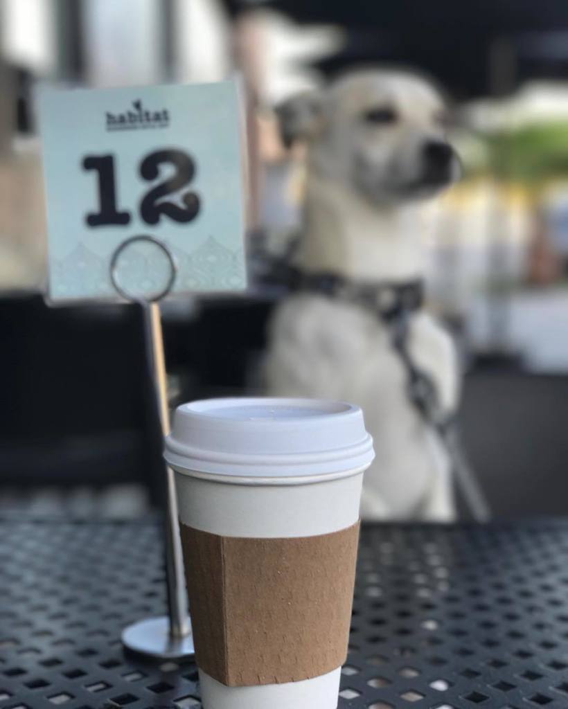 HabitatCoffeeLA's tweet photo. What are you waiting for?
habitat / neighborhood coffee shop &amp; cafe
#HabitatCoffeeLA #DogsOfHabitat https://t.co/Zp2BRneZ6p https://t.co/p0xhWysA7w