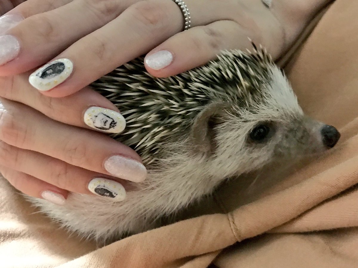 ハリネズミネイル Hashtag On Twitter ハリネズミネイル Hashtag On Twitter