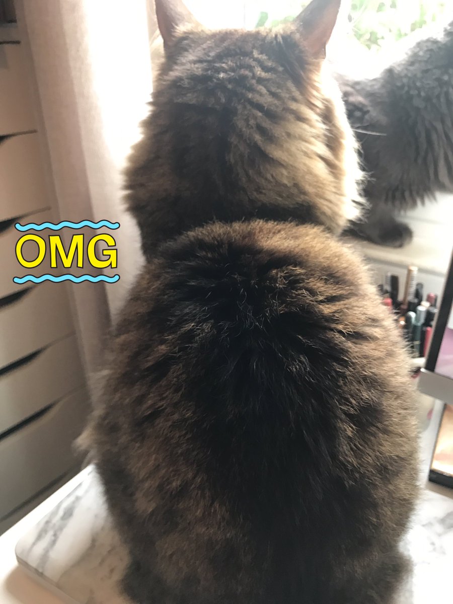 kimberlymich's tweet photo. One thing stands in between me and my daily goals #catlaptop https://t.co/q7asgcCnwL