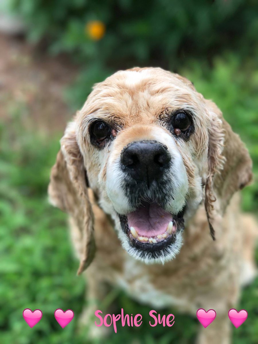 OBGCockerRescue's tweet photo. Meet Sophie Sue now (til 1pm) at the OBG Adoption Show at the PetSmart in Springfield, VA! #wigglebutt #seniorsrock #optoadopt https://t.co/G4wxvgnaIl