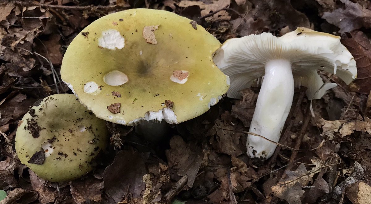 How to salt the russula for the winter at home 35 How to salt the russula for the winter at home 73