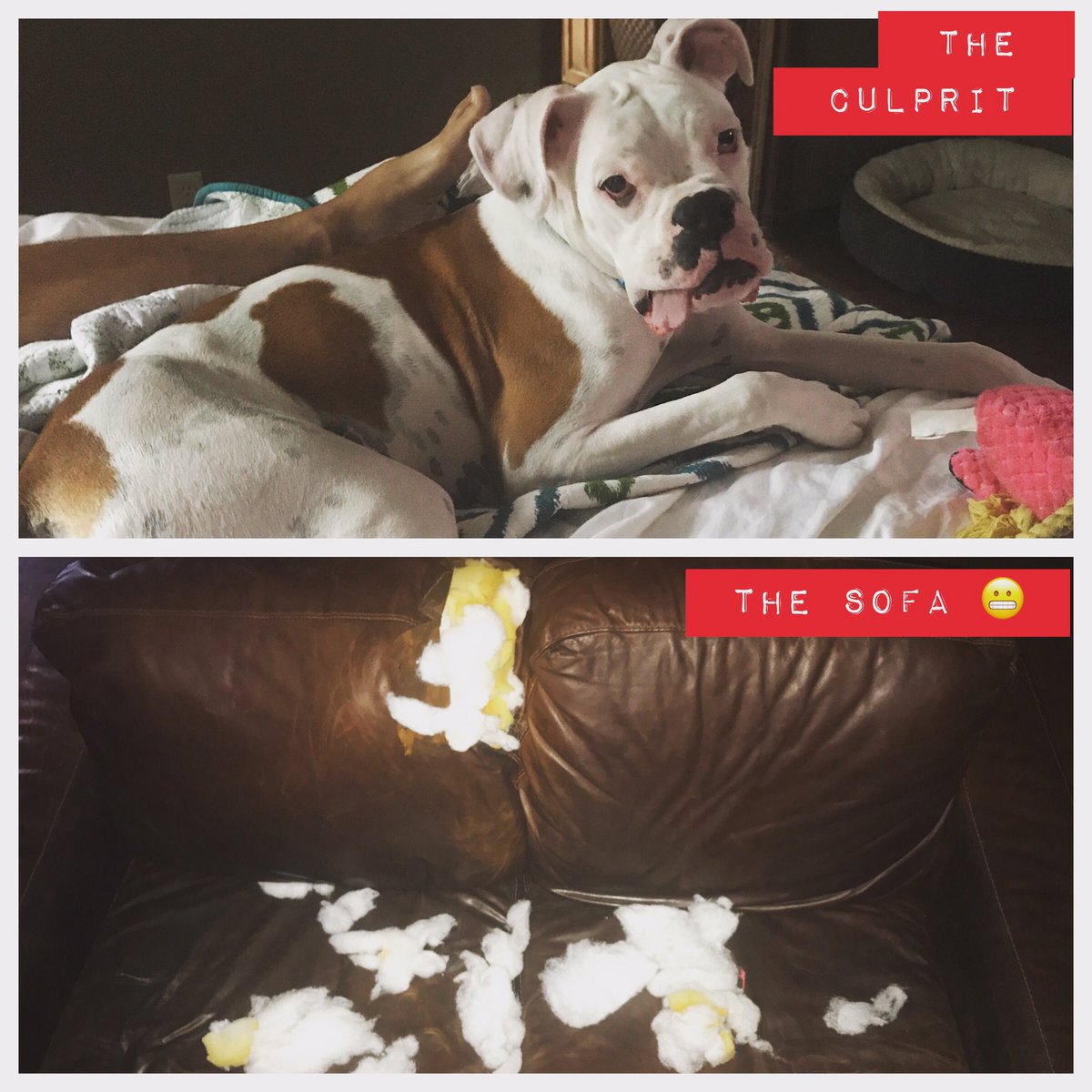 TeachLikeAGirl's tweet photo. When you wake up and the new puppy ate your sofa overnight .... Somebody is REALLY lucky he is so stinking cute. #OhGus https://t.co/e6cAcKgBNb