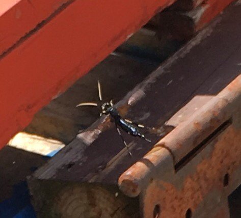 MurfAD's tweet photo. Any #NLpoli or  #NLTraffic followers familiar with this critter? Flys very fast with a loud buzz. https://t.co/JZqs1vbqlI