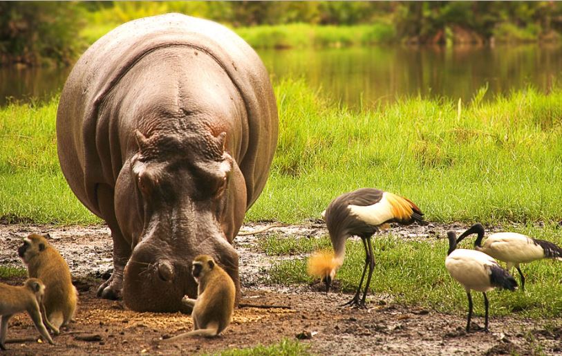 Take the #BucketList #trip of a lifetime -- for FREE! Enter to #win <a href="/lonelyplanet/">Lonely Planet</a>'s Kenya #contest. Ends Aug. 23.  bit.ly/2uORMOv