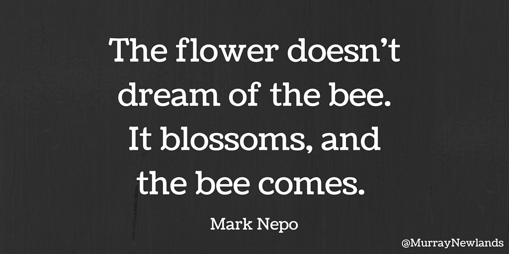 MurrayNewlands's tweet photo. The flower doesn't dream of the bee. It blossoms, and the bee comes. - Mark Nepo https://t.co/J3WgJAondh