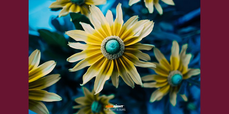 Nicknight's tweet photo. Wir wรผnschen euch einen tollen Sonntag, hoffentlich scheint heute die Sonne bei euch!
#nicknight #TheNightIsOurs #sunshineready https://t.co/D4HKtyDoq5