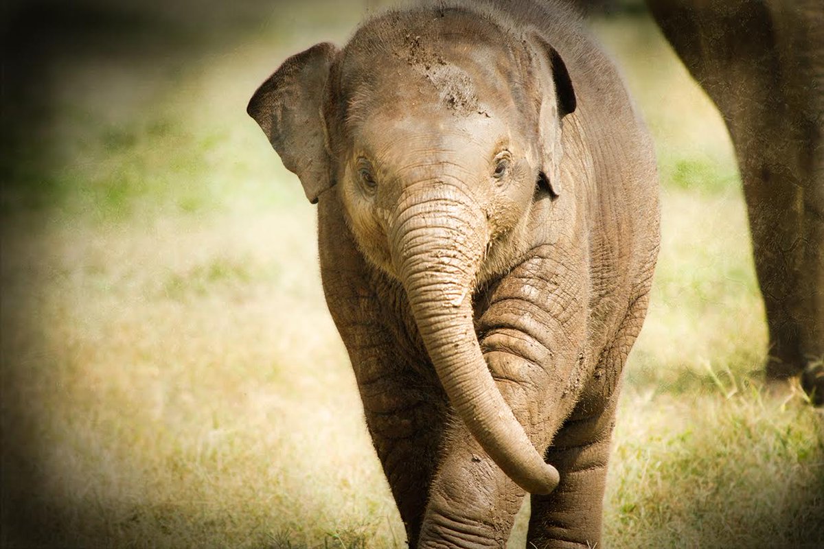 Please consider making a donation today to ensure a better world for elephants: paypal.me/helpelephants #WorldElephantDay2017