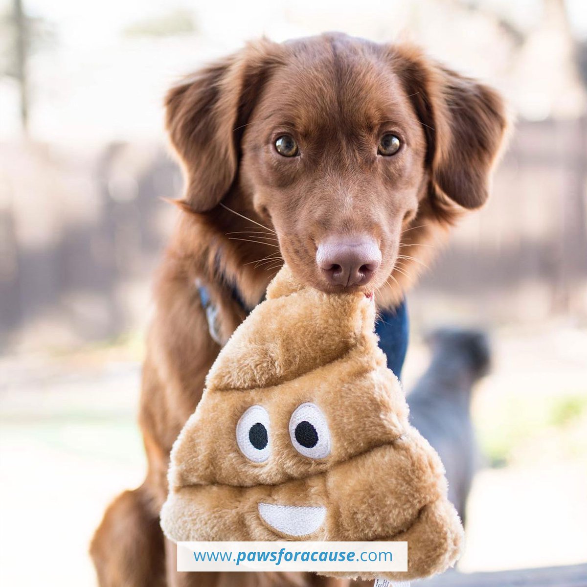 Paws For A Cause tweet media