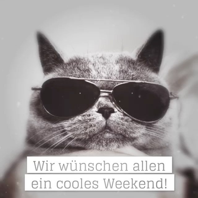 SolidmadeTweet's tweet photo. Wir wünschen allen ein cooles und gemütliches Weekend! #Caturday #picoftheday #weekendmood #weekend #thankgoditsweekend #cat #coolcat ht https://t.co/vmMMm5oBzP