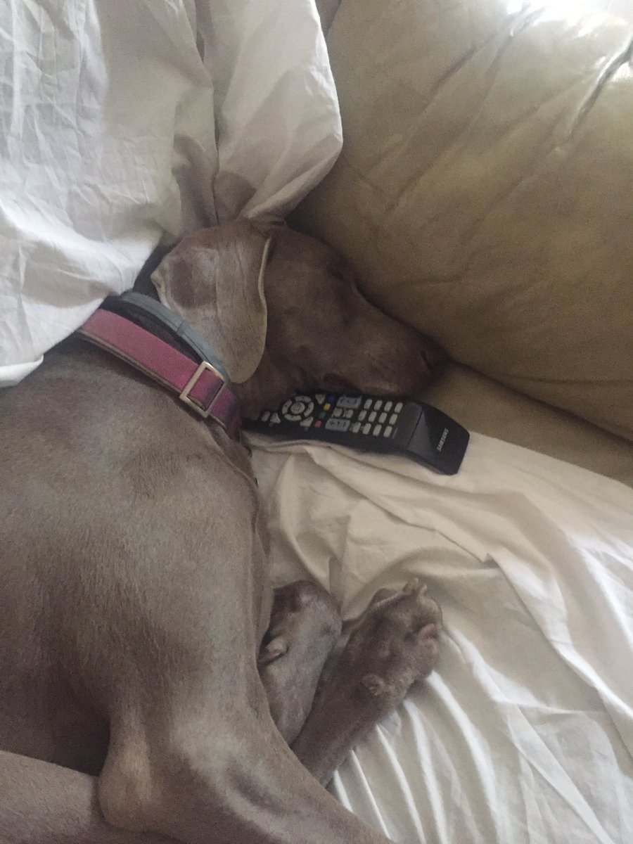 xcorsi's tweet photo. Programmi TV che conciliano il sonno. #grisa #cane #zzzzz https://t.co/76V3daylPD