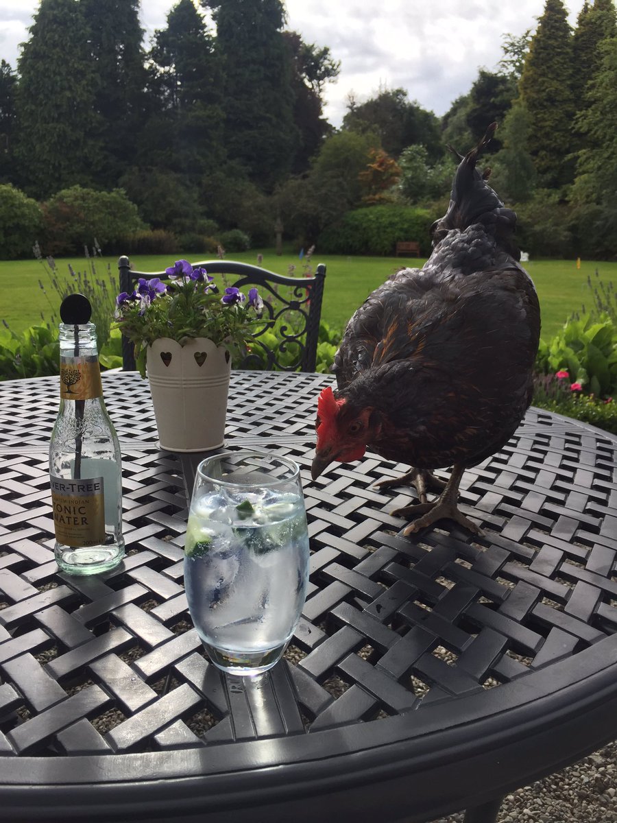 KevBain's tweet photo. Hey @CromlixHotel your chooks are trying to steal my G&T! #chickentheft https://t.co/pjscBZEeHh