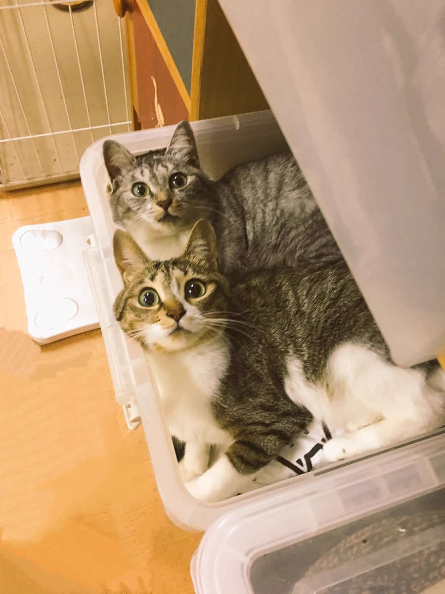 少し寒い日に秋物のカーディガンを出そうと思って引き出しをあけたら…ww