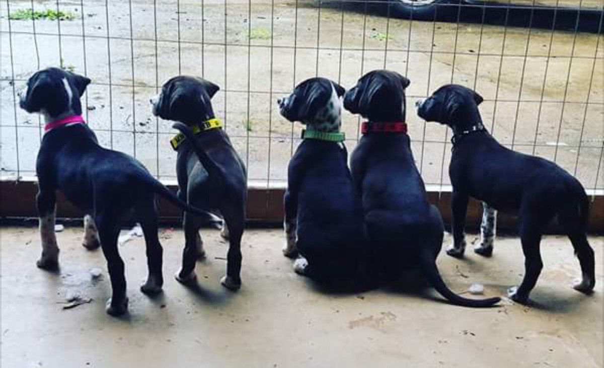 101 Dalmatians Litter! Get your apps in for these Dalmatian-mix cuties! #yeahthatgreenville #dalmatian #adoptmeplease #luckypuprescesc