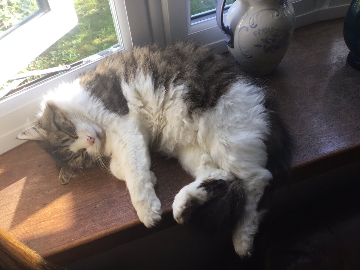 KierontheCat's tweet photo. The sun is shining but I'm afraid I over did the hunting thing last night and I am absolutely bushed 😽💤💤 https://t.co/QJVcWIw8ZW