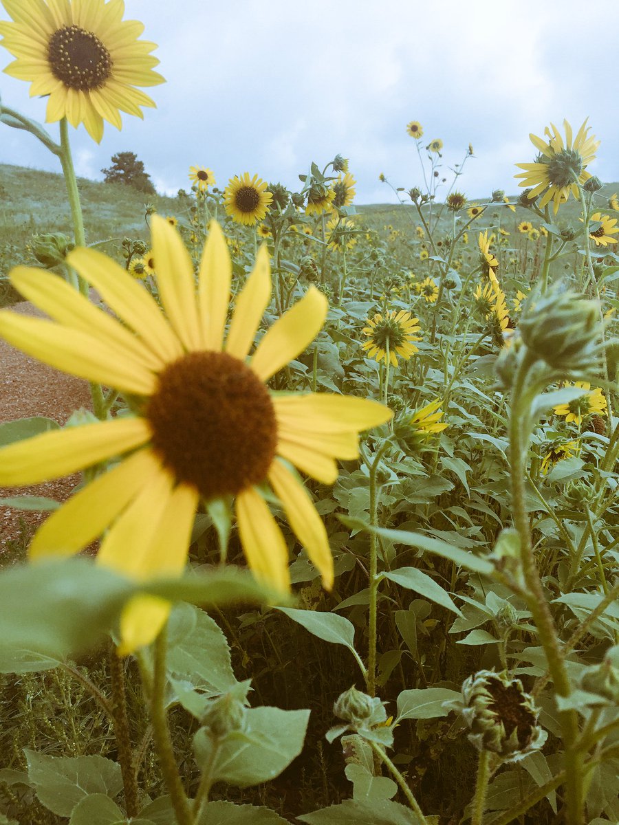 ColoradoKernels's tweet photo. Hoping to see the sun today in Colorado Springs #popcorn #sunflower #snack #ColoradoSprings https://t.co/2GLbqz1vqr