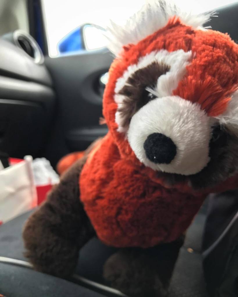 robertmartinIRL's tweet photo. My travel buddy an co-pilot, Pabu! #hessosoft #legendofkorra #bolin #pabu #korra #plushie https://t.co/Ri1gTbjxSU https://t.co/0ml79BpQWP